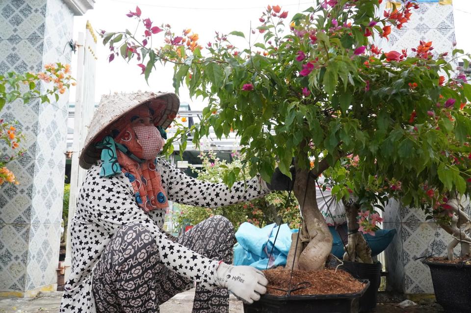 Chị Linh đang sửa chậu hoa, mong sẽ có khách đến mua. Ảnh NC