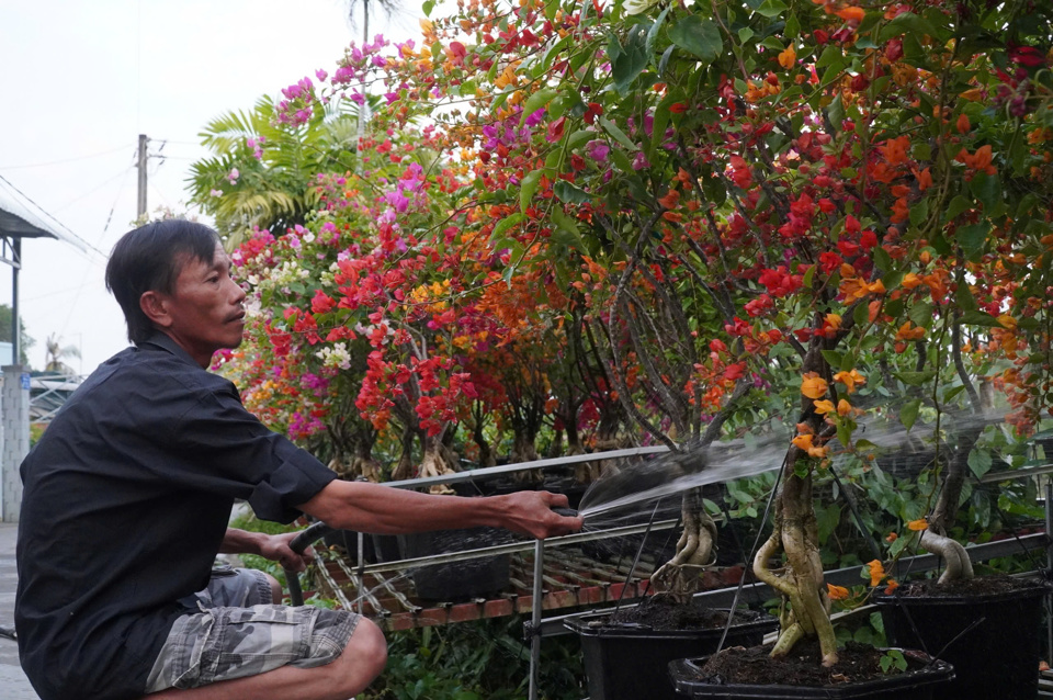 Những chậu hoa của ông Trung khoe sắc, chờ khách trong những ngày cận Tết. Ảnh NC
