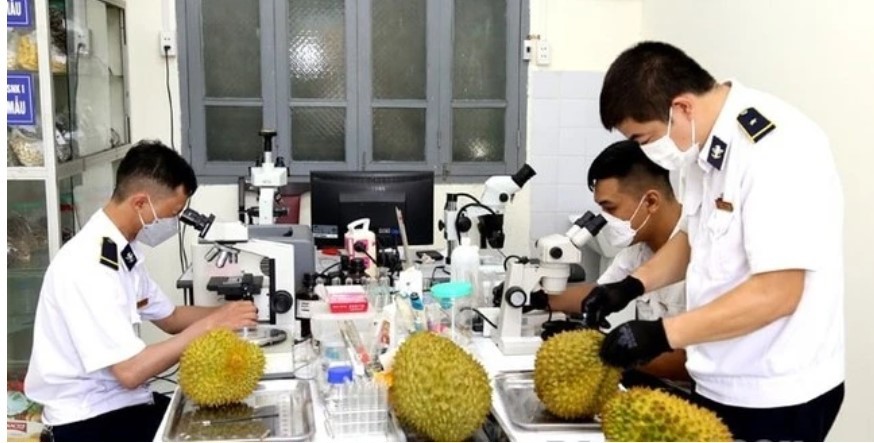 Kiểm tra chất lượng quả sầu riêng xuất khẩu sang Trung Quốc tại cửa khẩu Tân Thanh.