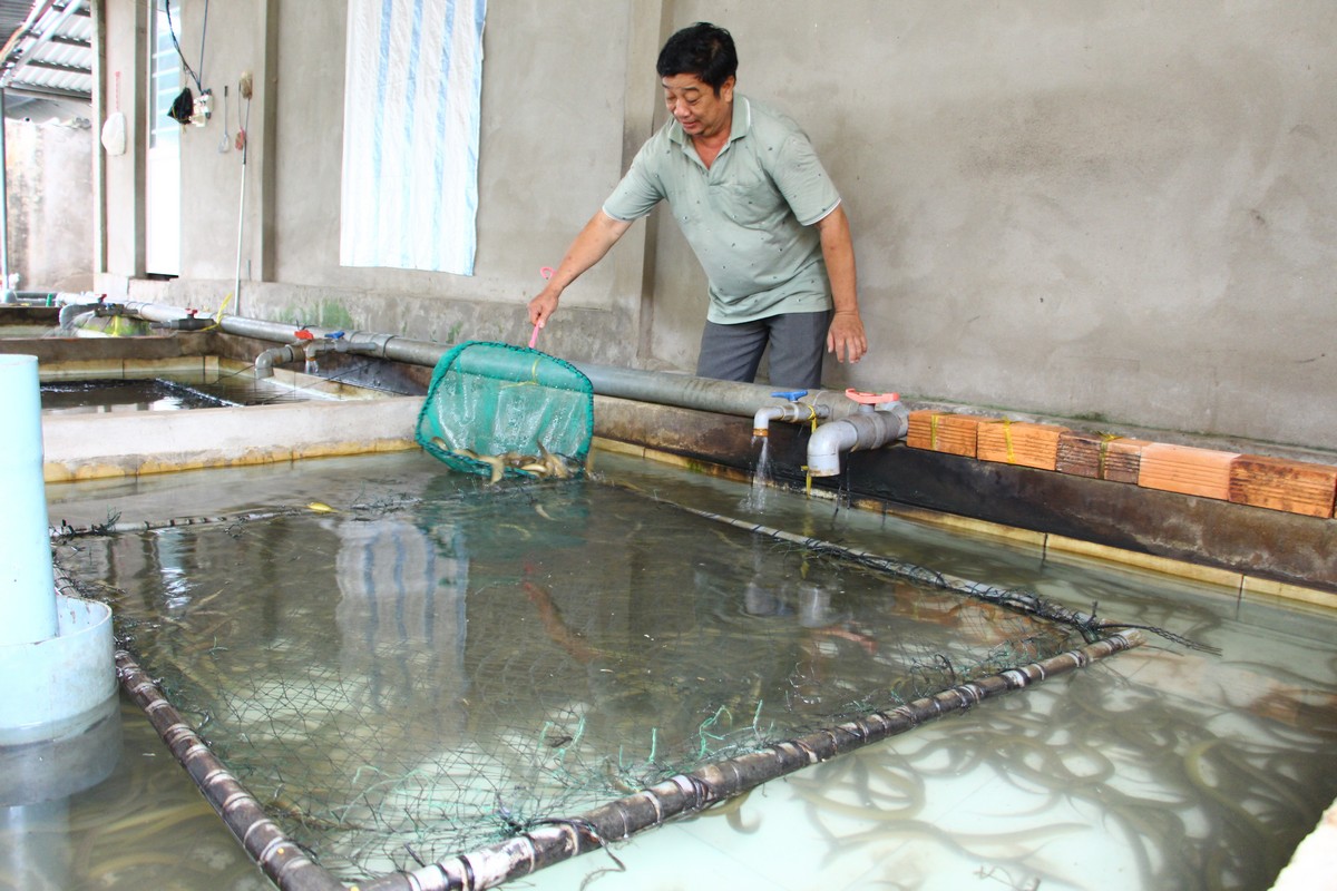 Mô hình nuôi lươn đem lại hiệu quả kinh tế cao cho nhiều hộ nuôi.