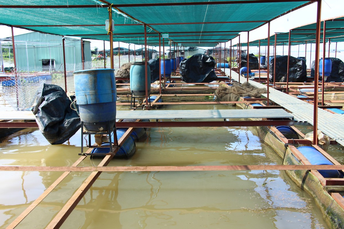 Người nuôi thủy sản ứng dụng công nghệ vào sản xuất, góp phần giảm chi phí, tăng lợi nhuận.