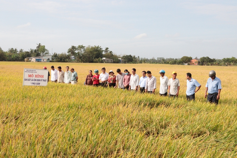 Nông dân 3 xã Hòa Tịnh, Mỹ An và Long Mỹ tham quan mô hình sản xuất lúa ứng dựng kỹ thuật “1 phải, 5 giảm” tại ấp Bình Hòa 2, xã Hòa Tịnh.