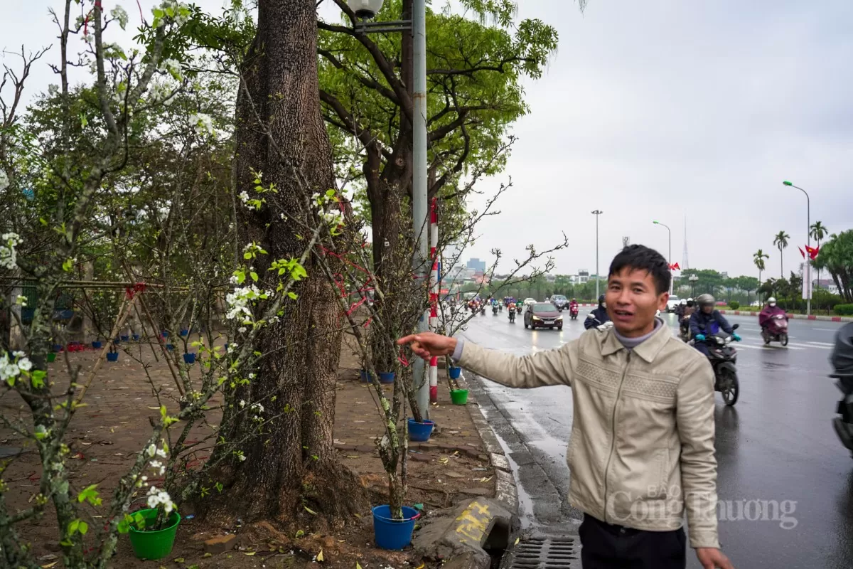Hoa lê rừng xuống phố Hà Nội: Giá ngất ngưởng 4 triệu/cành Hoa lê rừng xuống phố Hà Nội: Giá ngất ngưởng 4 triệu đồng/cành