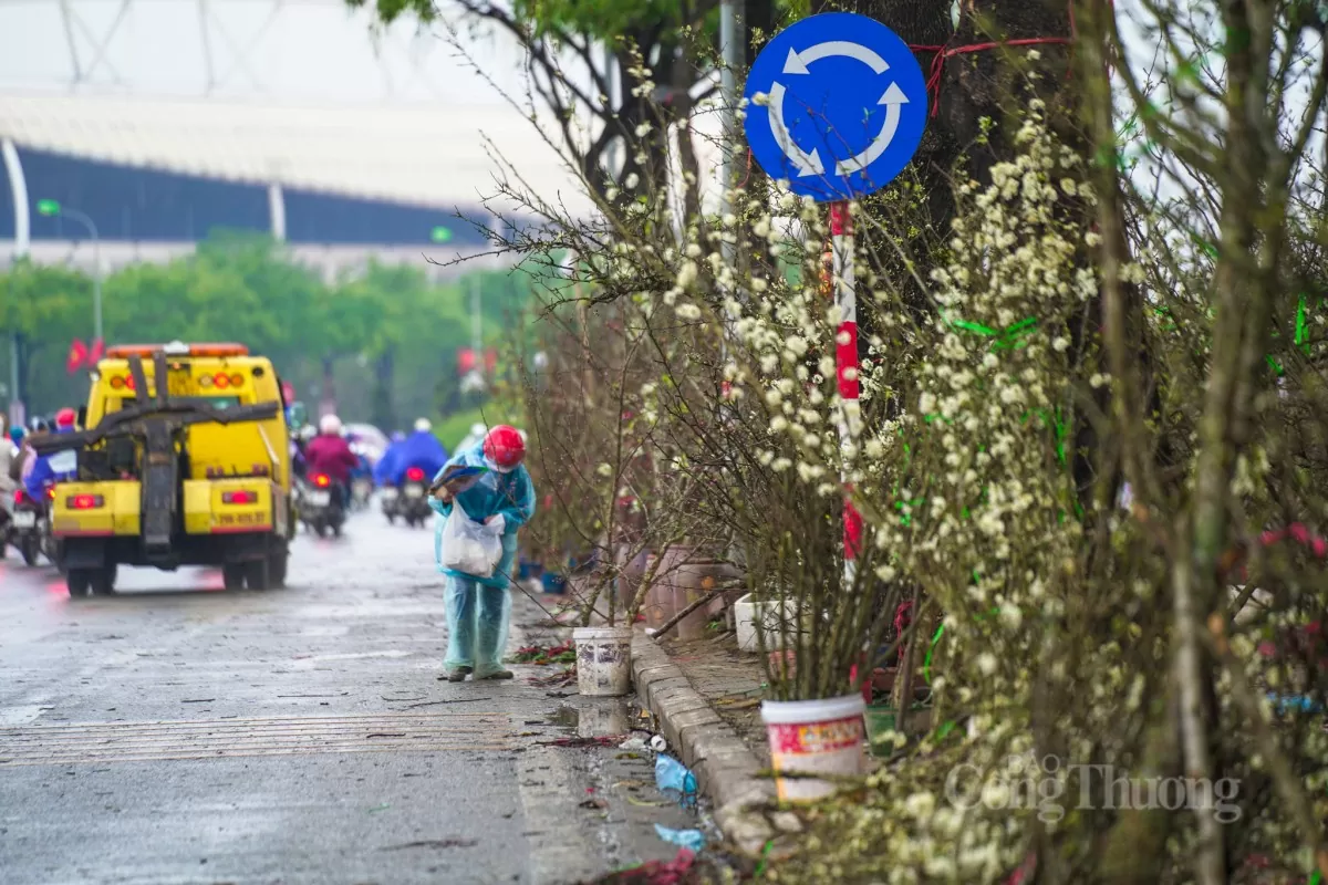 Hoa lê rừng xuống phố Hà Nội: Giá ngất ngưởng 4 triệu/cành Hoa lê rừng xuống phố Hà Nội: Giá ngất ngưởng 4 triệu đồng/cành