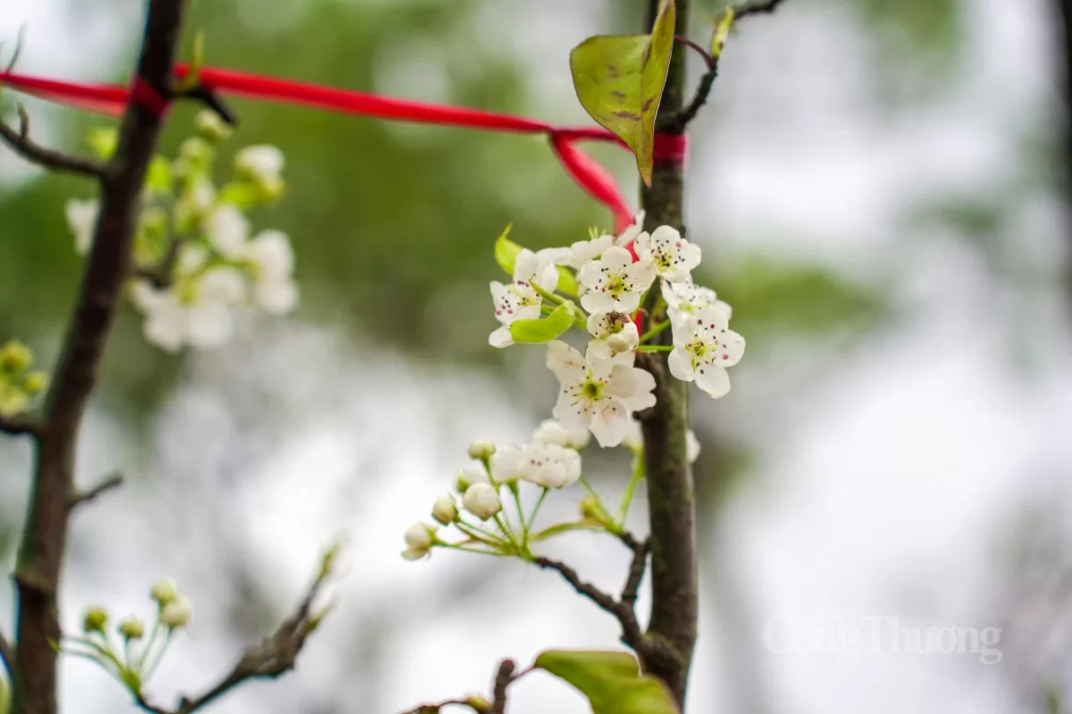 Hoa lê rừng xuống phố Hà Nội: Giá ngất ngưởng 4 triệu/cành Hoa lê rừng xuống phố Hà Nội: Giá ngất ngưởng 4 triệu đồng/cành