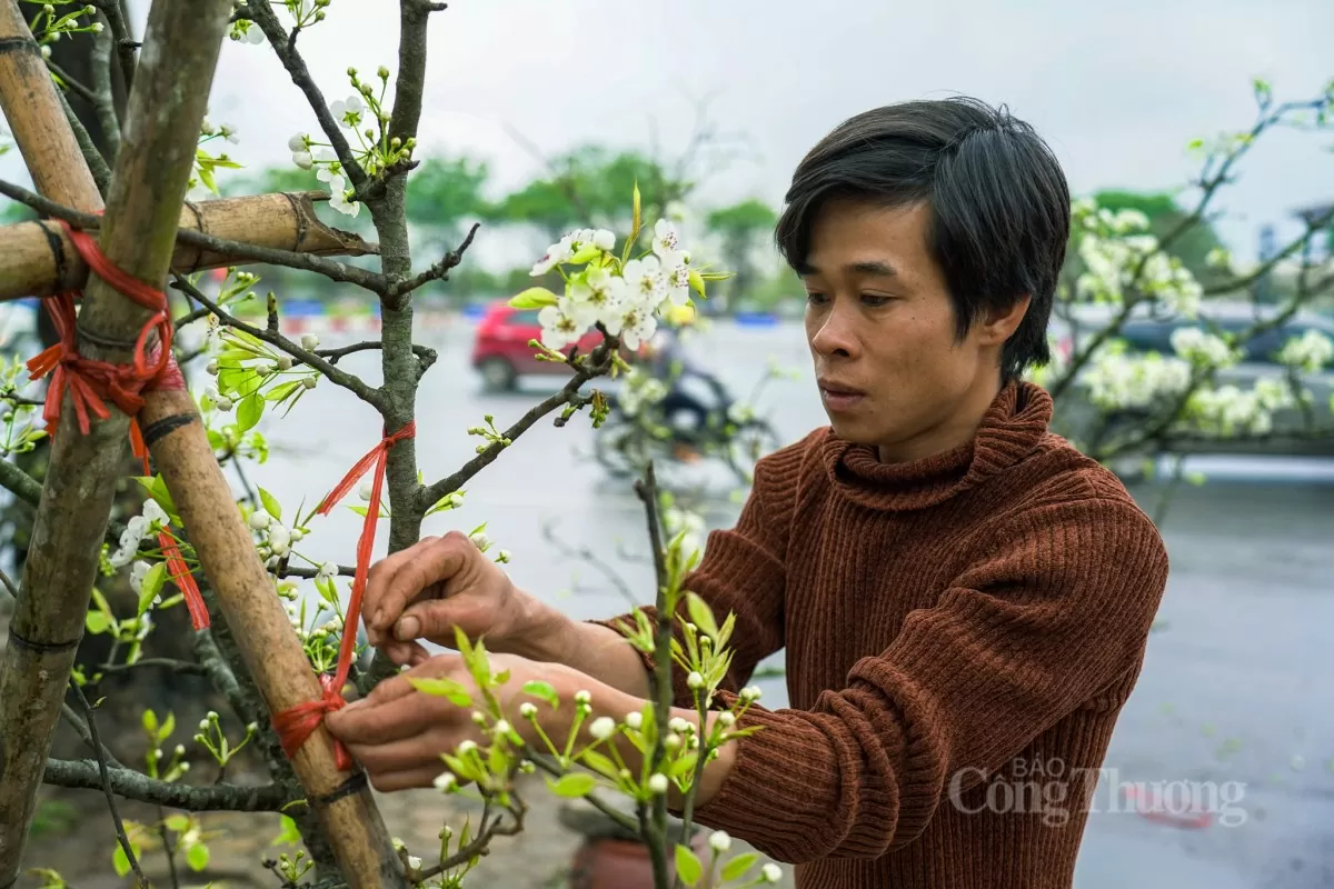 Hoa lê rừng xuống phố Hà Nội: Giá ngất ngưởng 4 triệu/cành Hoa lê rừng xuống phố Hà Nội: Giá ngất ngưởng 4 triệu đồng/cành