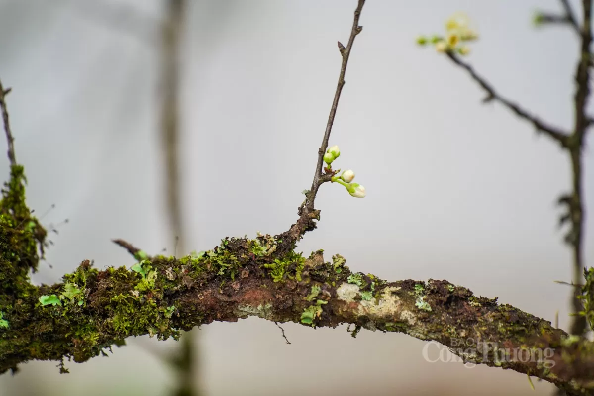 Hoa lê rừng xuống phố Hà Nội: Giá ngất ngưởng 4 triệu/cành Hoa lê rừng xuống phố Hà Nội: Giá ngất ngưởng 4 triệu đồng/cành