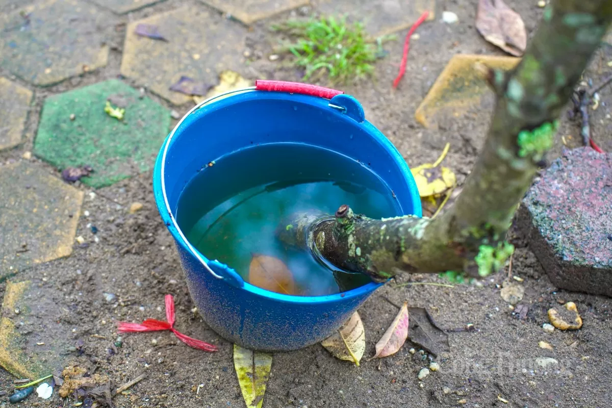 Hoa lê rừng xuống phố Hà Nội: Giá ngất ngưởng 4 triệu/cành Hoa lê rừng xuống phố Hà Nội: Giá ngất ngưởng 4 triệu đồng/cành