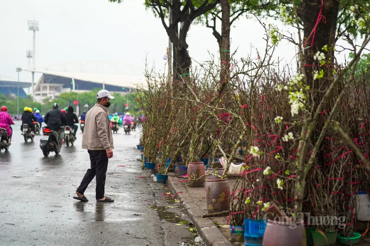 Hoa lê rừng xuống phố Hà Nội: Giá ngất ngưởng 4 triệu/cành Hoa lê rừng xuống phố Hà Nội: Giá ngất ngưởng 4 triệu đồng/cành
