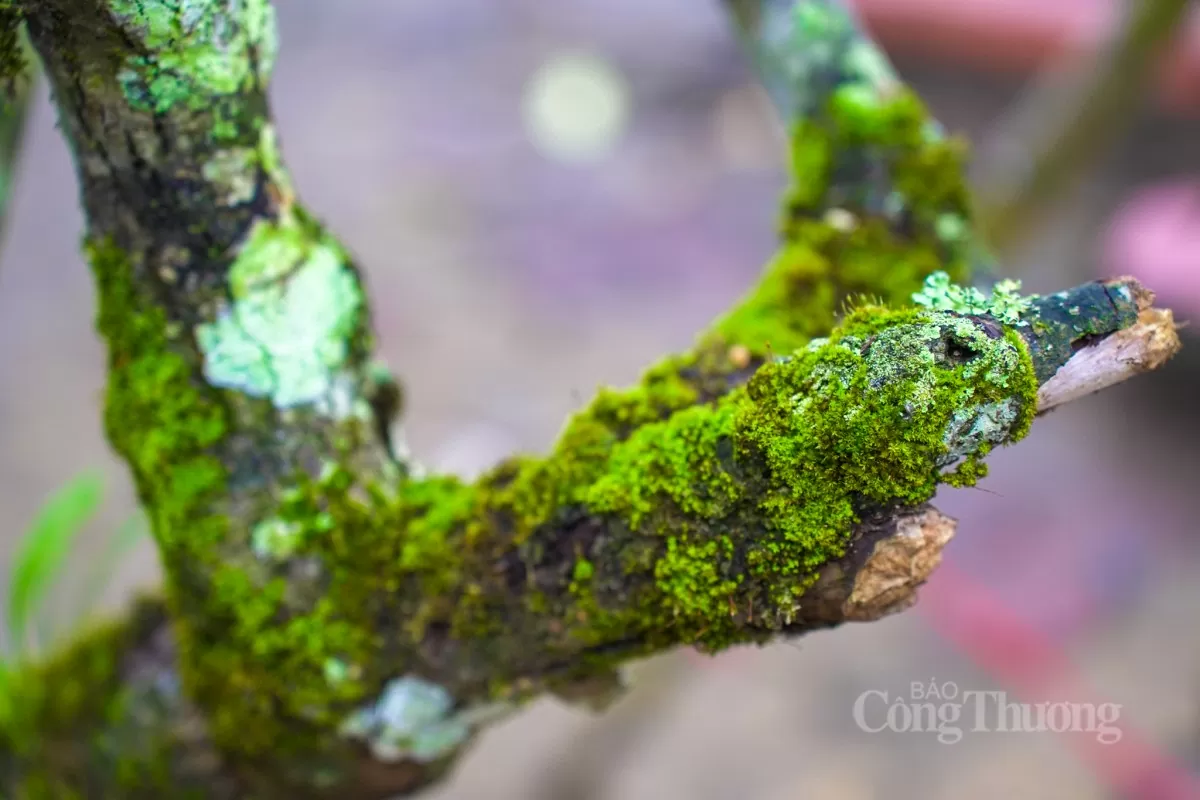 Hoa lê rừng xuống phố Hà Nội: Giá ngất ngưởng 4 triệu/cành Hoa lê rừng xuống phố Hà Nội: Giá ngất ngưởng 4 triệu đồng/cành