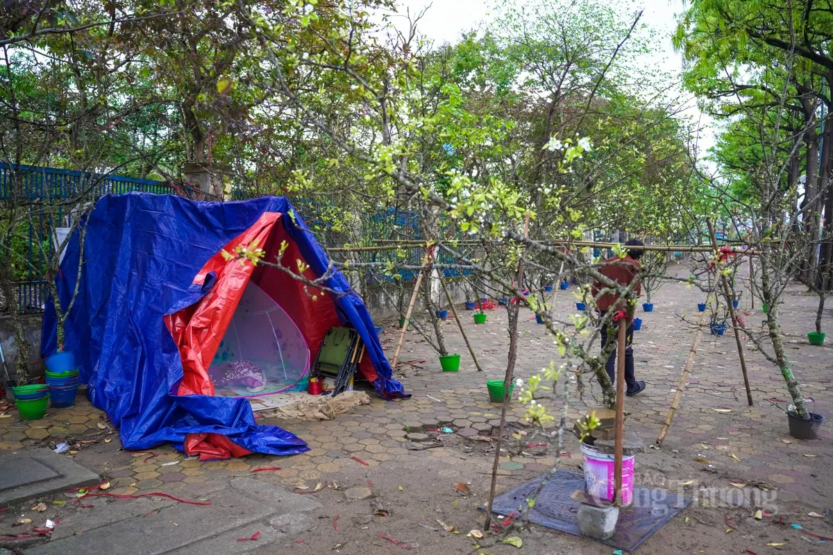 Hoa lê rừng xuống phố Hà Nội: Giá ngất ngưởng 4 triệu/cành Hoa lê rừng xuống phố Hà Nội: Giá ngất ngưởng 4 triệu đồng/cành