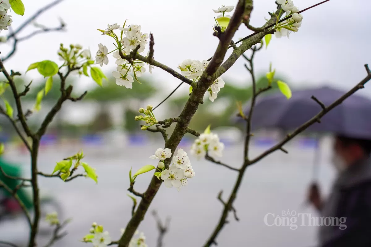 Hoa lê rừng xuống phố Hà Nội: Giá ngất ngưởng 4 triệu/cành Hoa lê rừng xuống phố Hà Nội: Giá ngất ngưởng 4 triệu đồng/cành