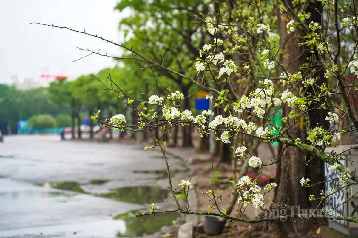 Hoa lê rừng xuống phố Hà Nội: Giá ngất ngưởng 4 triệu/cành Hoa lê rừng xuống phố Hà Nội: Giá ngất ngưởng 4 triệu đồng/cành