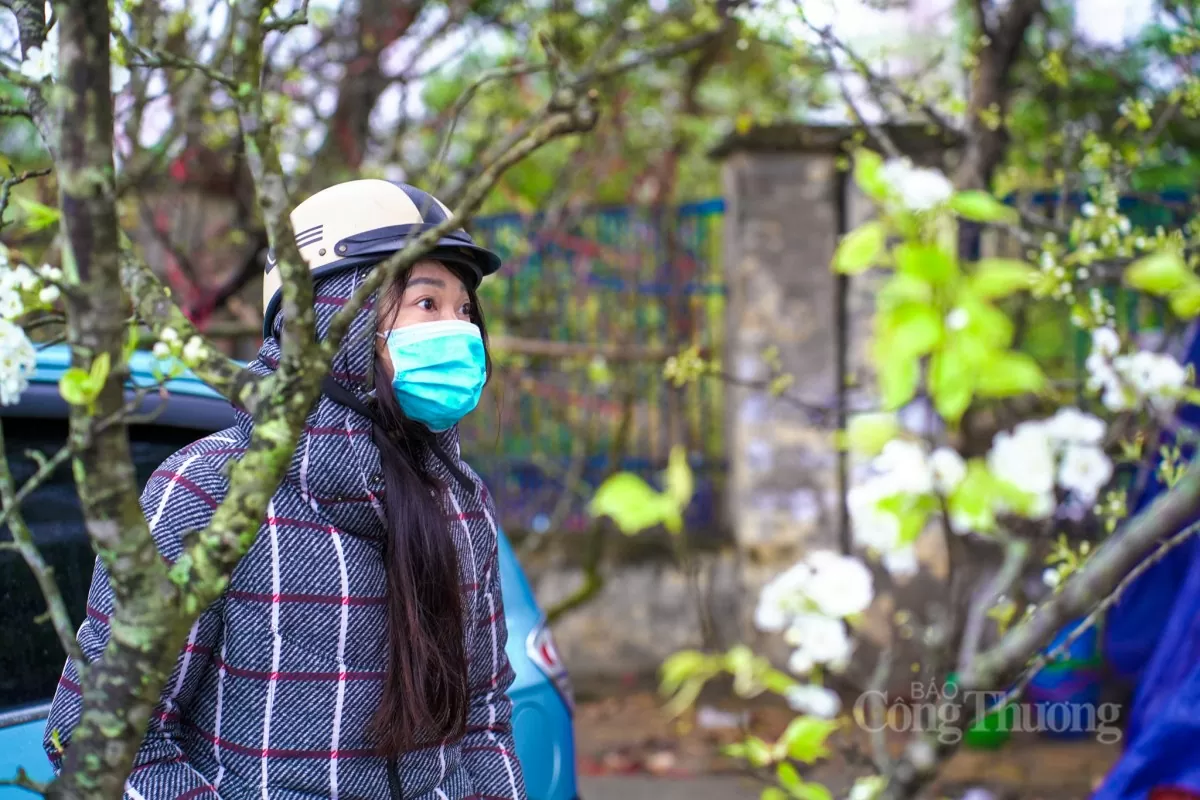 Hoa lê rừng xuống phố Hà Nội: Giá ngất ngưởng 4 triệu/cành Hoa lê rừng xuống phố Hà Nội: Giá ngất ngưởng 4 triệu đồng/cành