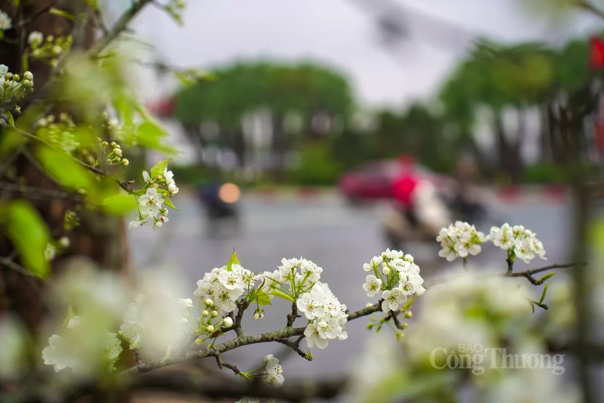 Hoa lê rừng xuống phố Hà Nội: Giá ngất ngưởng 4 triệu/cành Hoa lê rừng xuống phố Hà Nội: Giá ngất ngưởng 4 triệu đồng/cành