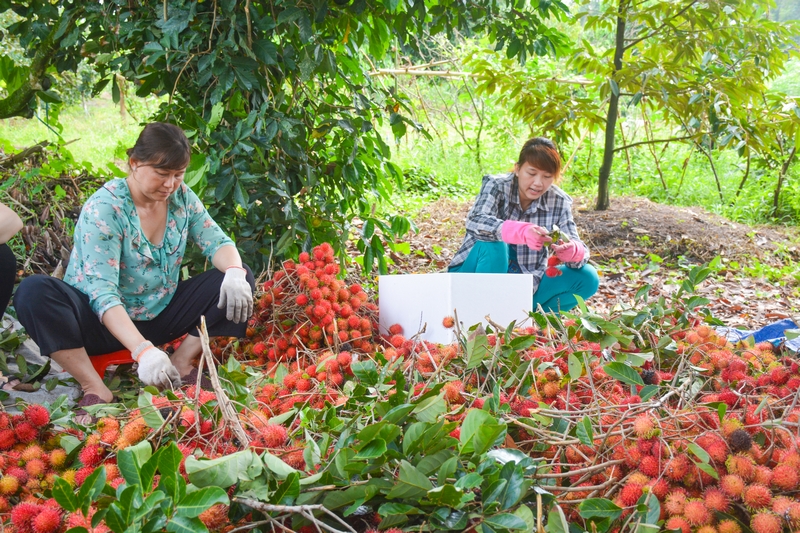 Nông dân xã Bình Hòa Phước, huyện Long Hồ thu hoạch chôm chôm.