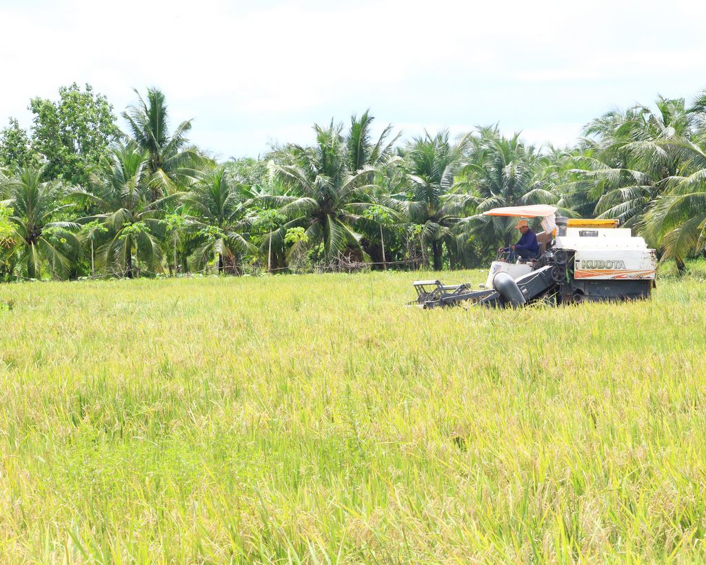 Ngành sản xuất tiêu thụ lúa gạo đang đứng trước nhiều thách thức.