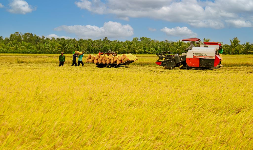 Tại nhiều địa phương vùng ĐBSCL giá lúa hiện giảm mạnh so với cùng kỳ năm trước. Ảnh: NGỌC LIỄU