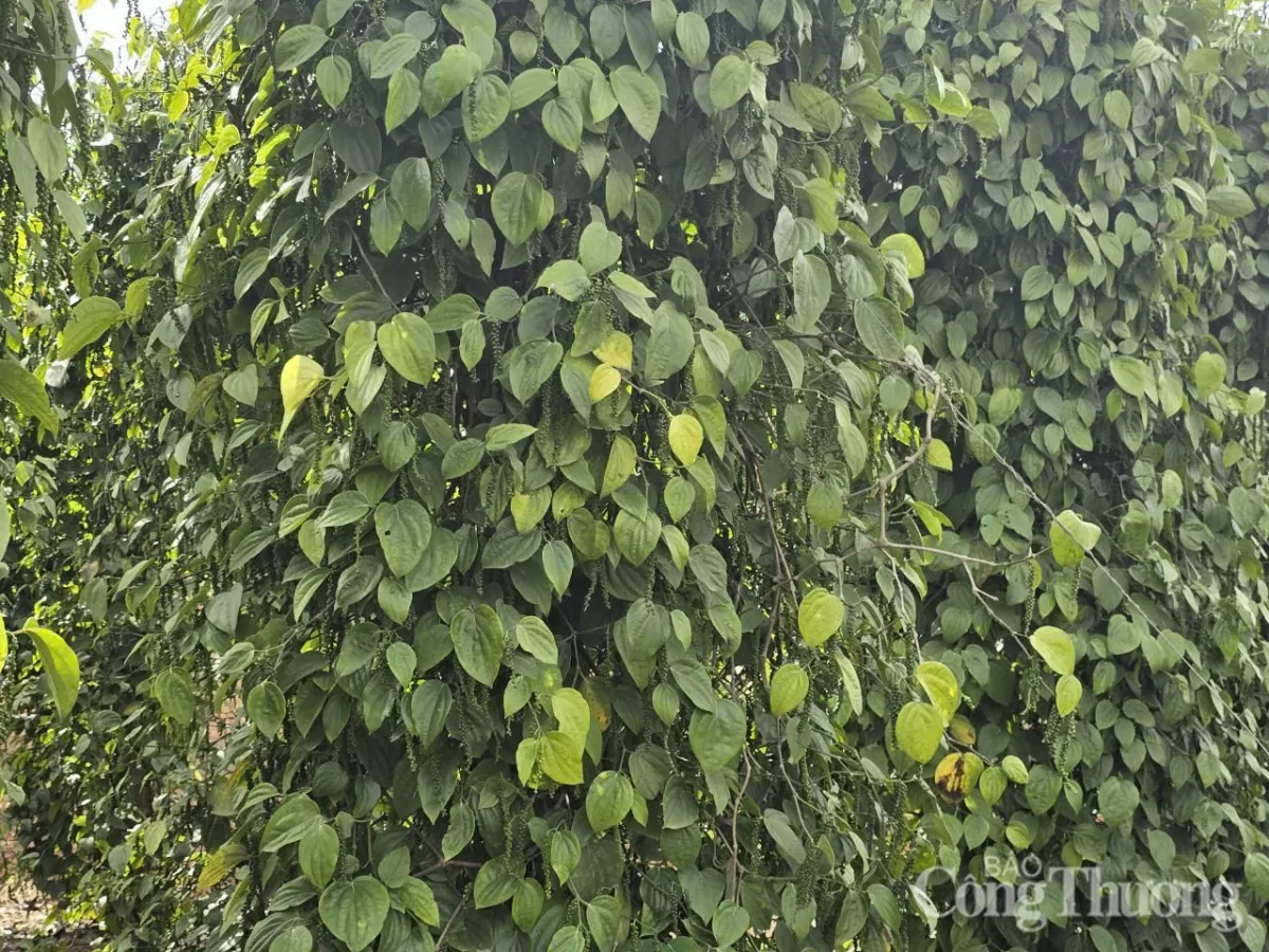 Giá tiêu hôm nay 10/3/2025, trong nước ổn định mức cao Giá tiêu hôm nay 10/3/2025, trong nước ổn định mức cao