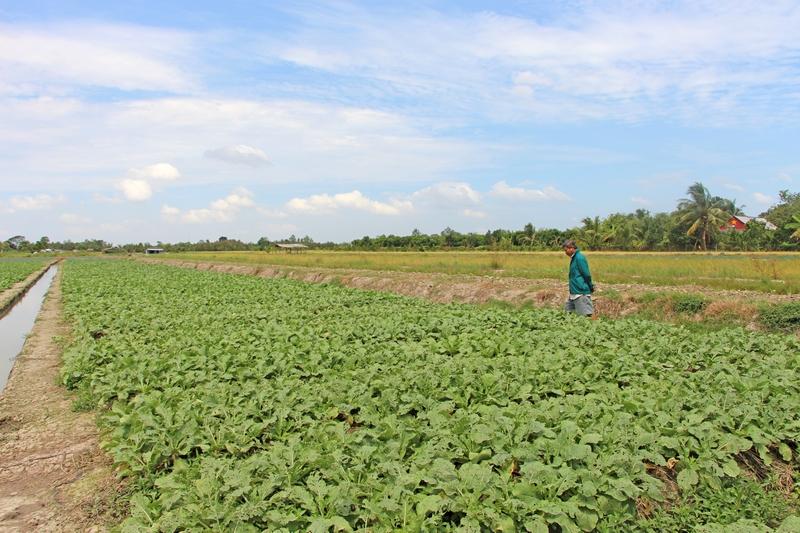 Để sản xuất rau màu đạt hiệu quả cao, nông dân cần thực hiện các giải pháp về giống, cơ giới hóa trong sản xuất, chế biến và xúc tiến thương mại tìm đầu ra cho sản phẩm.