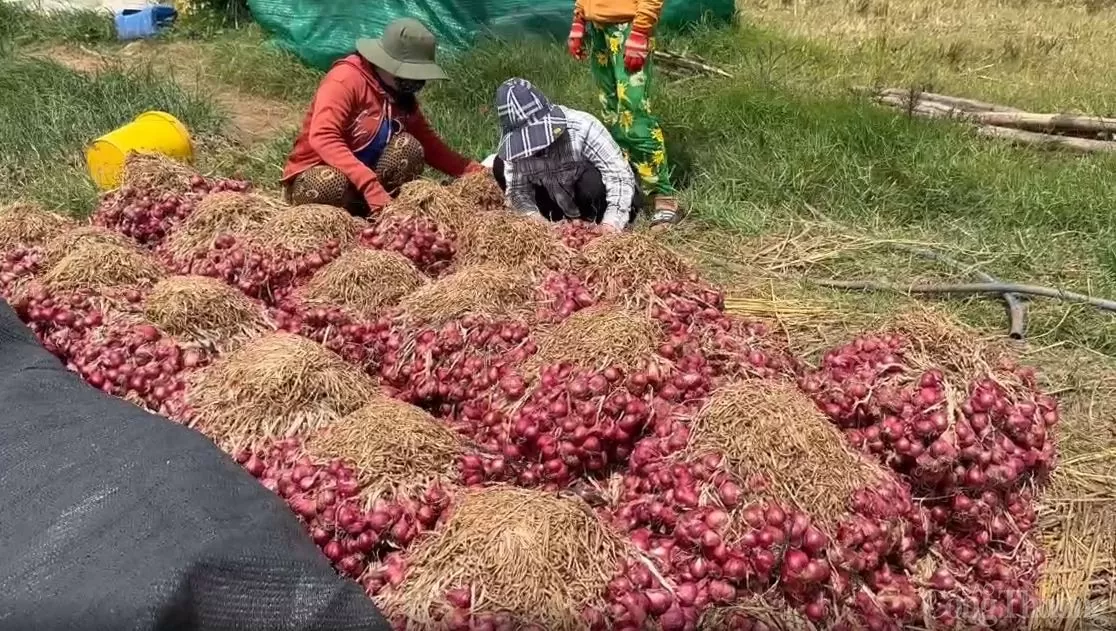 Sóc Trăng: Hành tím mất giá, thương lái thu mua cầm chừng