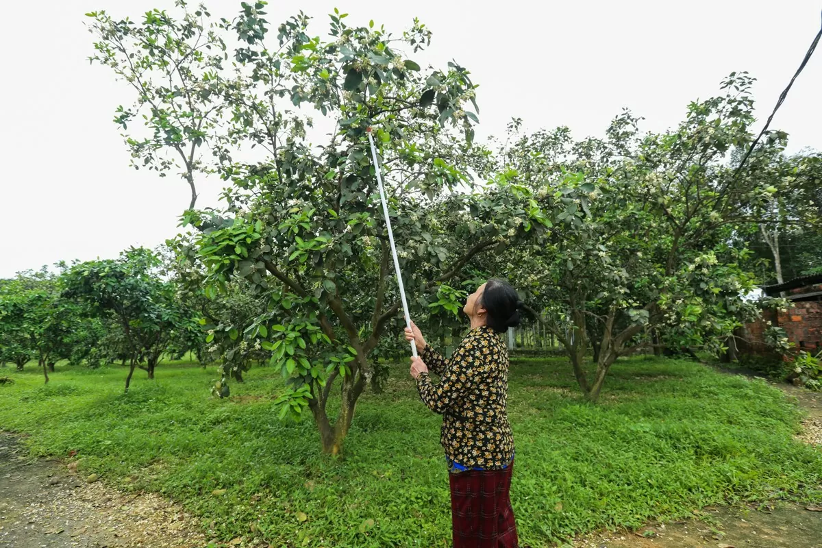 Người dân Hà Tĩnh 'se duyên' cho cây bưởi Phúc Trạch