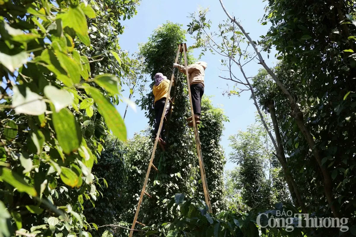 Giá tiêu hôm nay 26/3/2025 trong nước quay đầu giảm mạnh Giá tiêu hôm nay 26/3/2025 trong nước quay đầu giảm mạnh