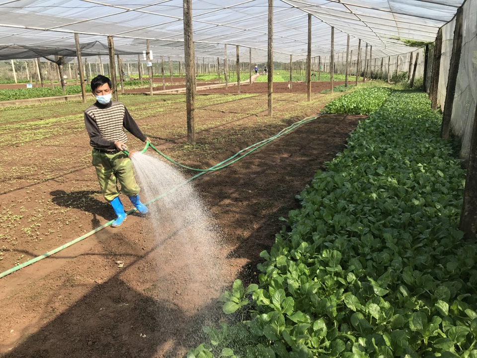 Sản xuất rau an toàn tại Hợp tác xã Nông nghiệp Tiền Lệ, xã Tiền Yên (huyện Hoài Đức).
