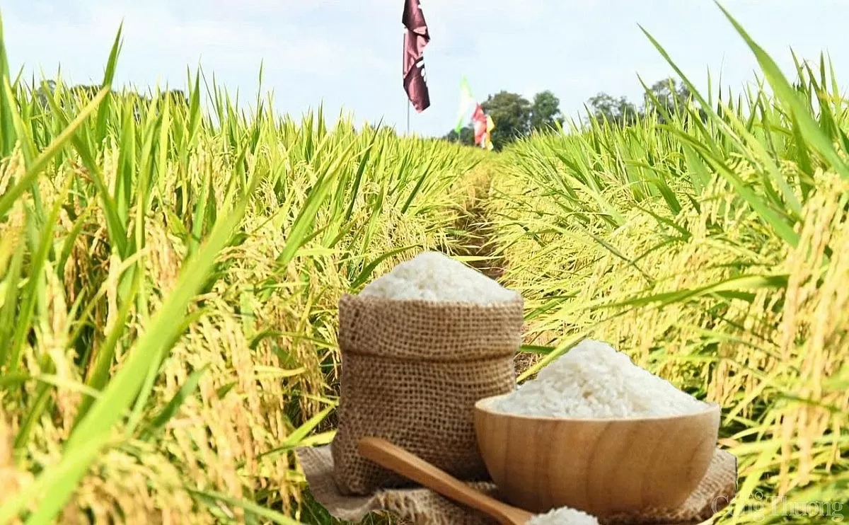 Giá lúa gạo hôm nay ngày 13/4 và tuần qua đều tăng