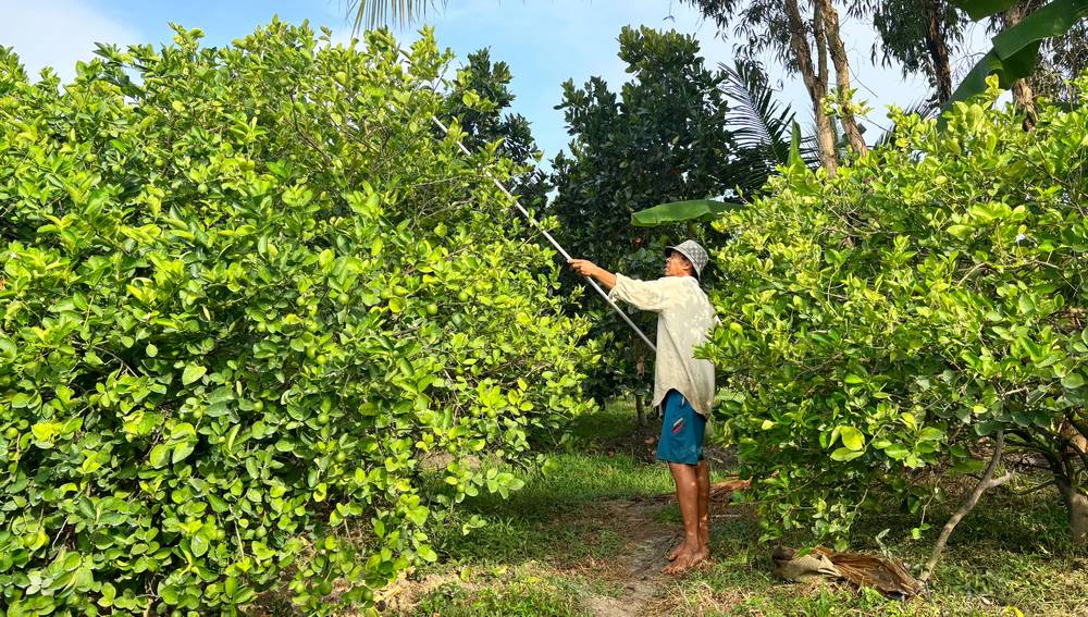 Chanh không hạt là sản phẩm nông sản chủ lực của xã Đông Thành.