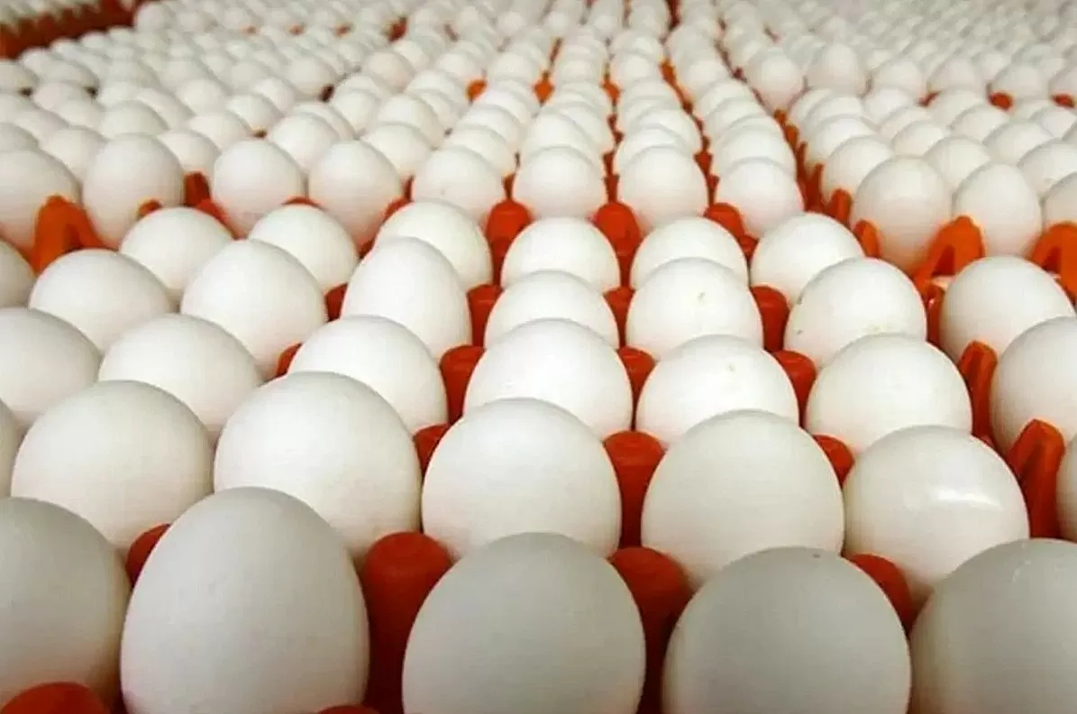 giá trứng gà tại các chợ dân sinh, chợ đầu mối phía Nam hiện đang đứng ở mức 2.000-2.200 đồng/quả giá trứng gà tại các chợ dân sinh, chợ đầu mối phía Nam hiện đang đứng ở mức 2.000-2.200 đồng/quả