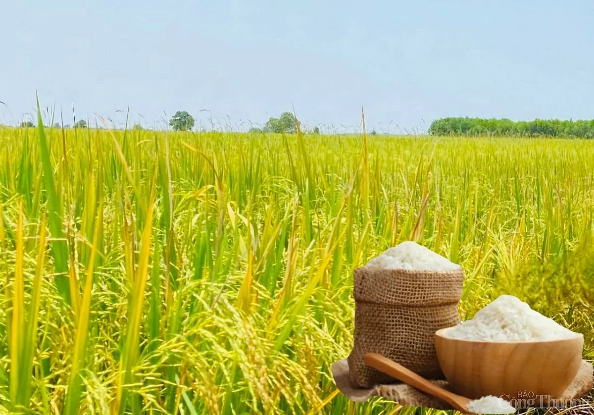 Giá lúa gạo hôm nay ngày 19/5: Gạo xuất khẩu đảo chiều