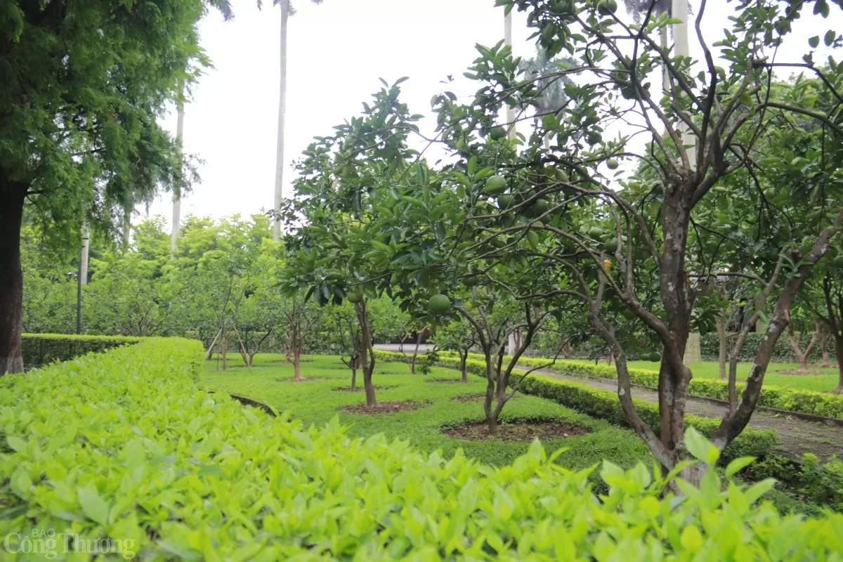 Vườn cây trĩu quả tại Khu Di tích Chủ tịch Hồ Chí Minh. Ảnh: Hoa Quỳnh