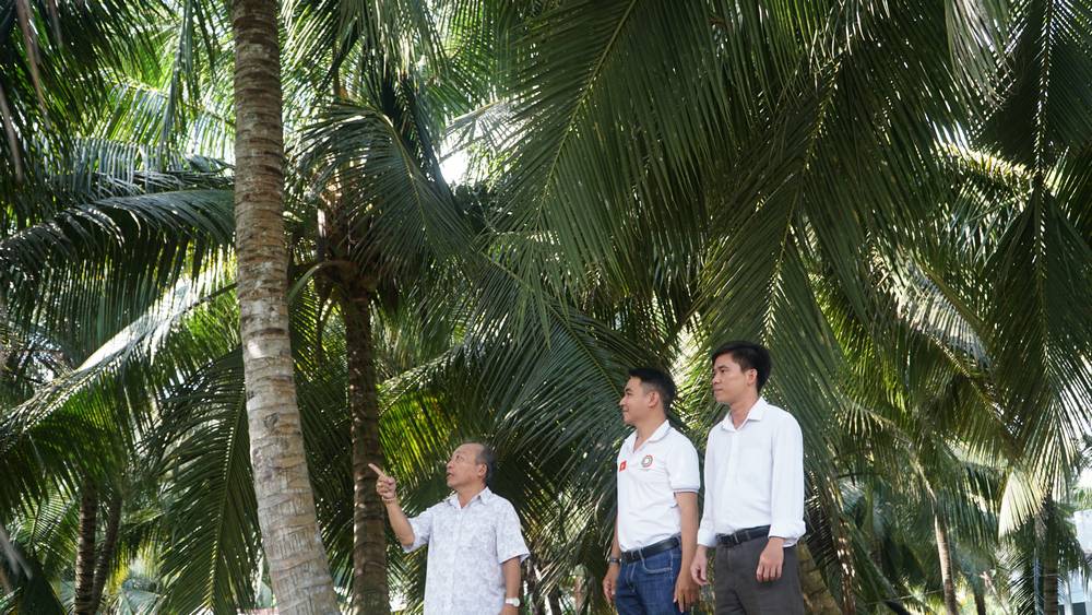 Trồng dừa theo hướng hữu cơ giúp cây sai trái hơn và được thương lái ưa chuộng nhờ chất lượng vượt trội.