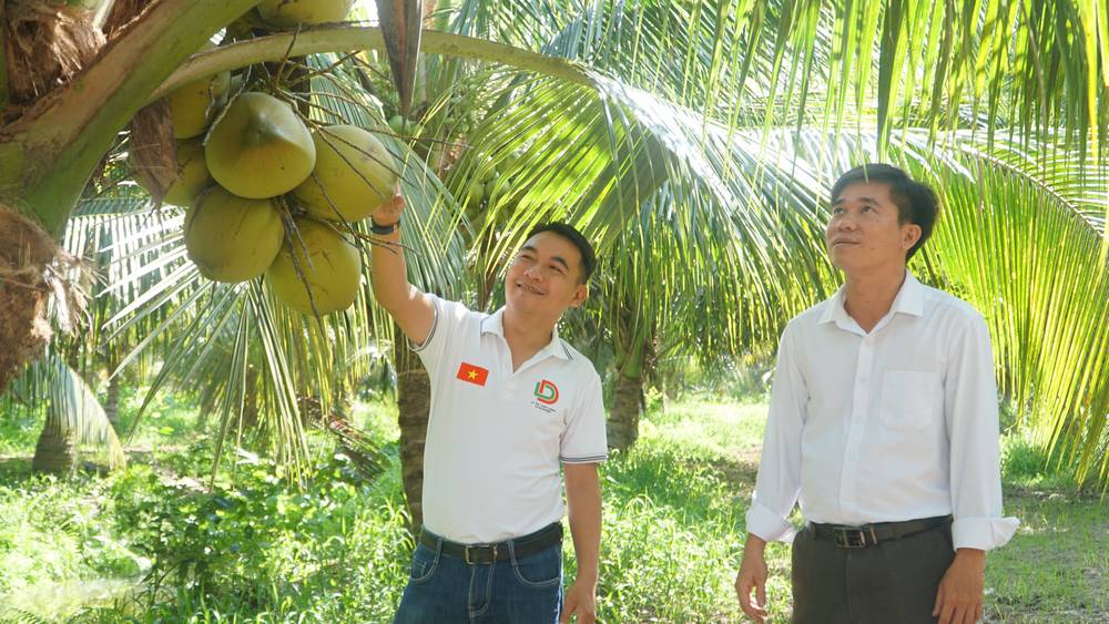 Cây dừa là một trong những cây trồng chủ lực ở xã Tân An Luông.
