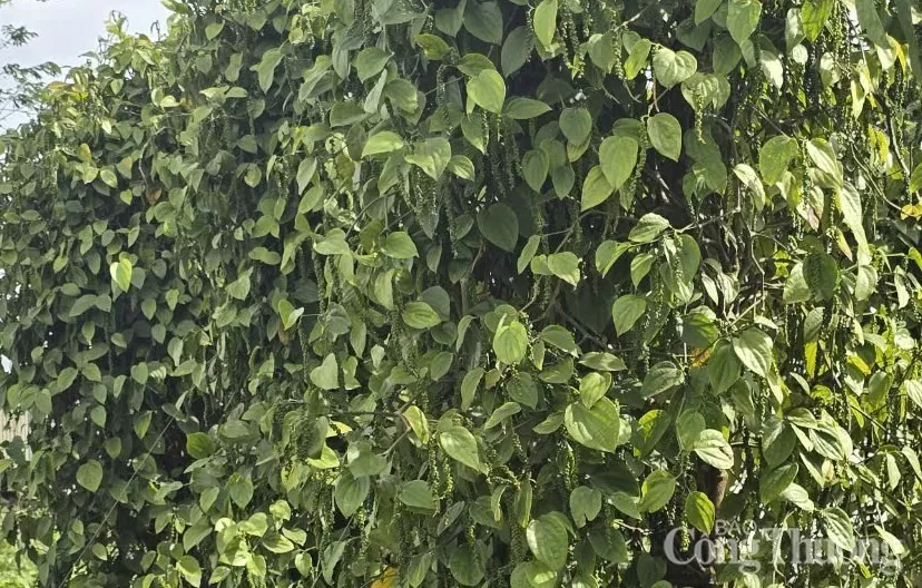 Giá tiêu hôm nay 22/5/2025: thị trường neo ở mức cao