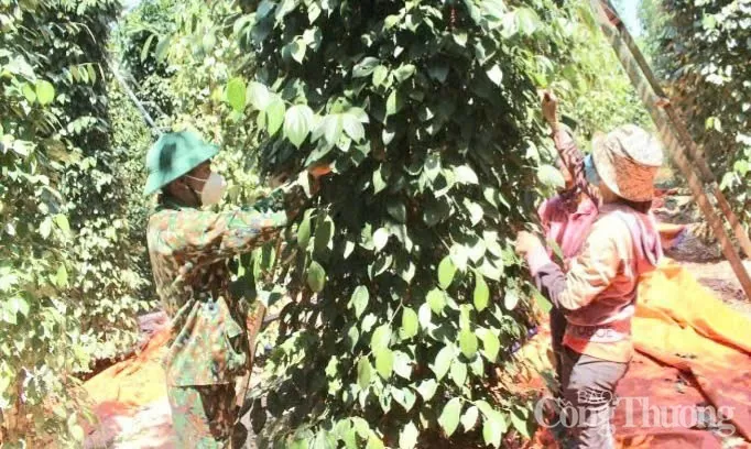 Giá tiêu hôm nay 22/5/2025: thị trường neo ở mức cao