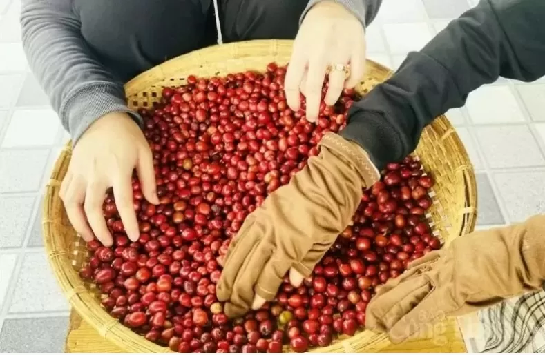 Giá cà phê Arabica giảm mạnh, Robusta mất mốc 4.800 USD/tấn Giá cà phê Arabica giảm mạnh, Robusta mất mốc 4.800 USD/tấn