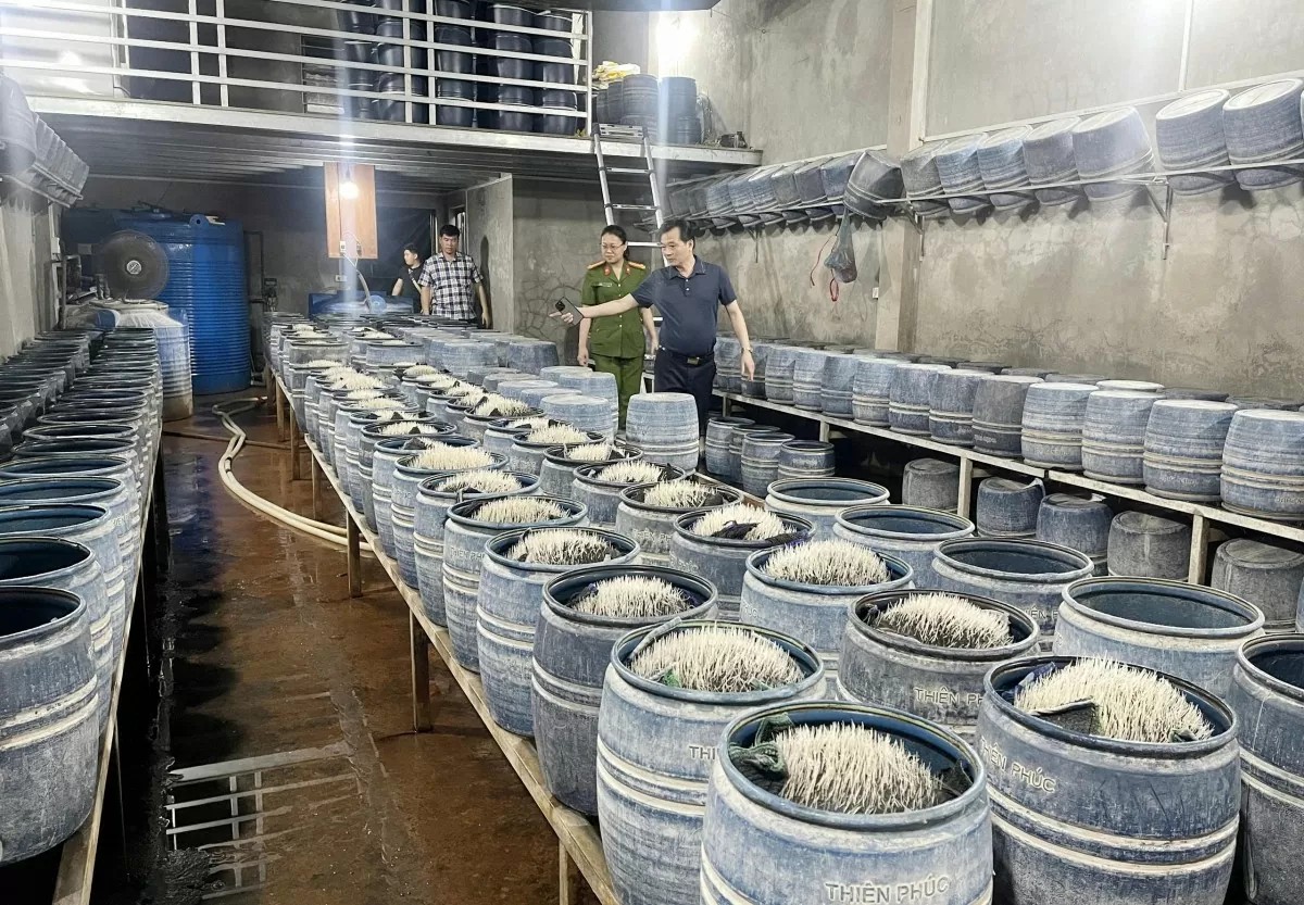 Lào Cai: Triệt phá hai cơ sở bán hơn 300 tấn giá đỗ ngâm hóa chất Lào Cai: Triệt phá hai cơ sở bán hơn 300 tấn giá đỗ ngâm hóa chất