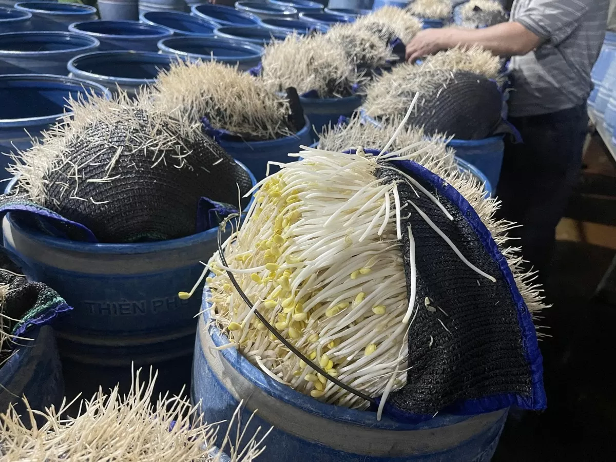 Lào Cai: Triệt phá hai cơ sở bán hơn 300 tấn giá đỗ ngâm hóa chất Lào Cai: Triệt phá hai cơ sở bán hơn 300 tấn giá đỗ ngâm hóa chất