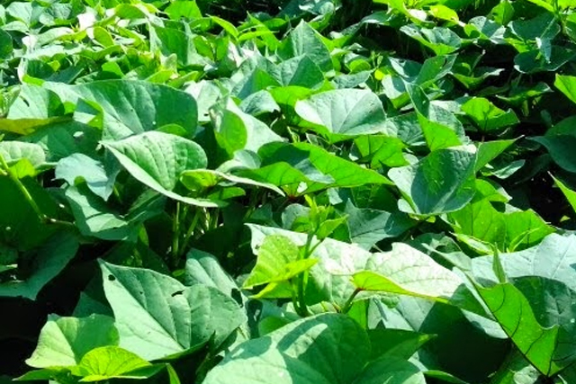 Kỹ thuật nông nghiệp: Hướng dẫn cách trồng rau lang đơn giản cho năng suất  cao
