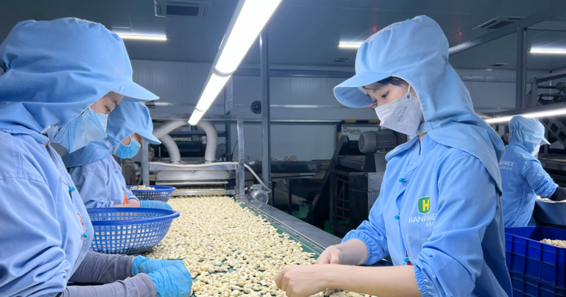 Điều là mặt hàng xuất khẩu chủ lực của Việt Nam sang Litva. Ảnh: Hoàng Giang