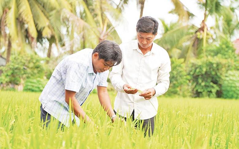 Nông dân Hợp tác xã Dịch vụ Nông nghiệp Thắng Lợi (tỉnh Đồng Tháp) thăm lúa sản xuất thí điểm thực hiện Đề án 1 triệu héc-ta lúa chất lượng cao, phát thải thấp. (ẢNH: HỮU NGHĨA)