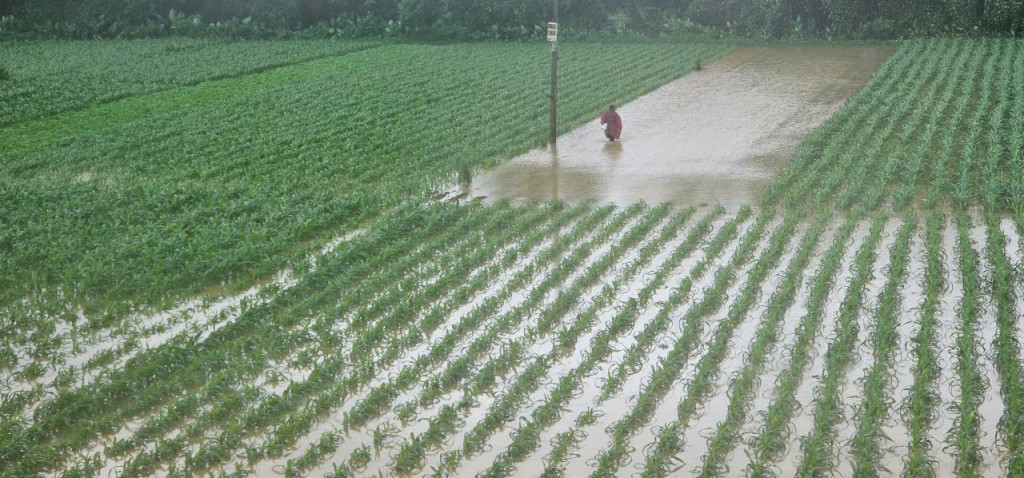Miền Trung mưa trắng trời, hoa màu chìm trong biển nước
