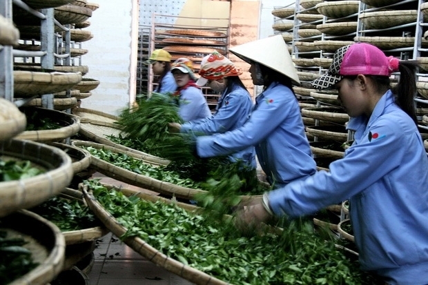 Mô hình sản xuất chè sạch đạt tiêu chuẩn an toàn thực phẩm. Ảnh: Hà Anh