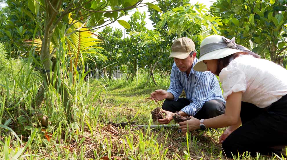 Ông Nguyễn Thế Nhân (tỉnh Đồng Tháp) cùng phóng viên Đài Phát thanh- Truyền hình Vĩnh Long kiểm tra đất vườn sau khi ông áp dụng kỹ thuật cải tạo vườn.