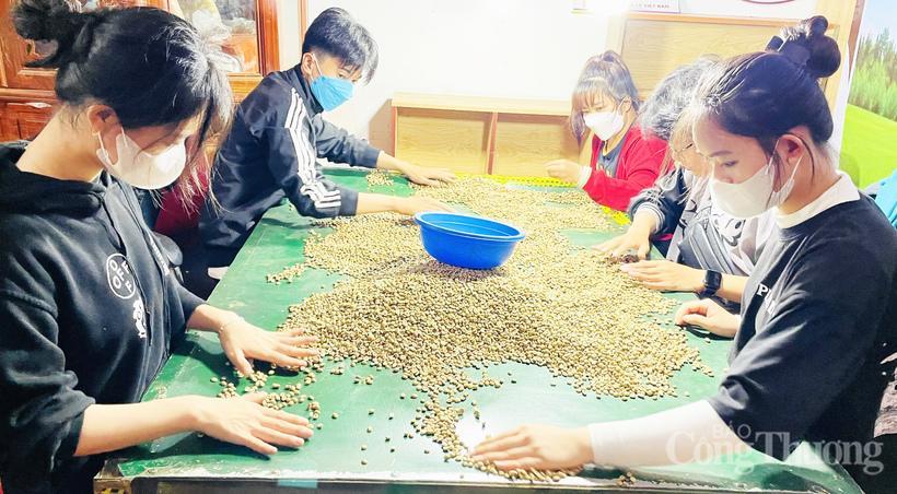 Lựa chọn những hạt cà phê đạt tiêu chuẩn trước khi rang xay thành phẩm