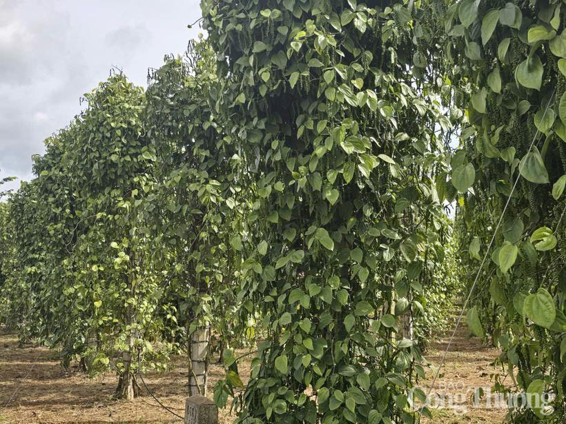 Những vườn tiêu xanh tốt được trồng ở Lâm Đồng