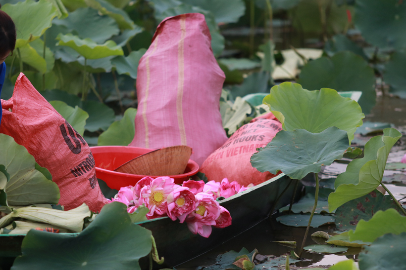 Trồng sen không chỉ mang lại thu nhập cao mà còn góp phần phát triển kinh tế xanh, bền vững