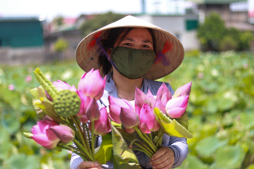 Ngoài hoa sen, người dân cũng có thêm thu nhập từ việc bán lá sen, ngó sen